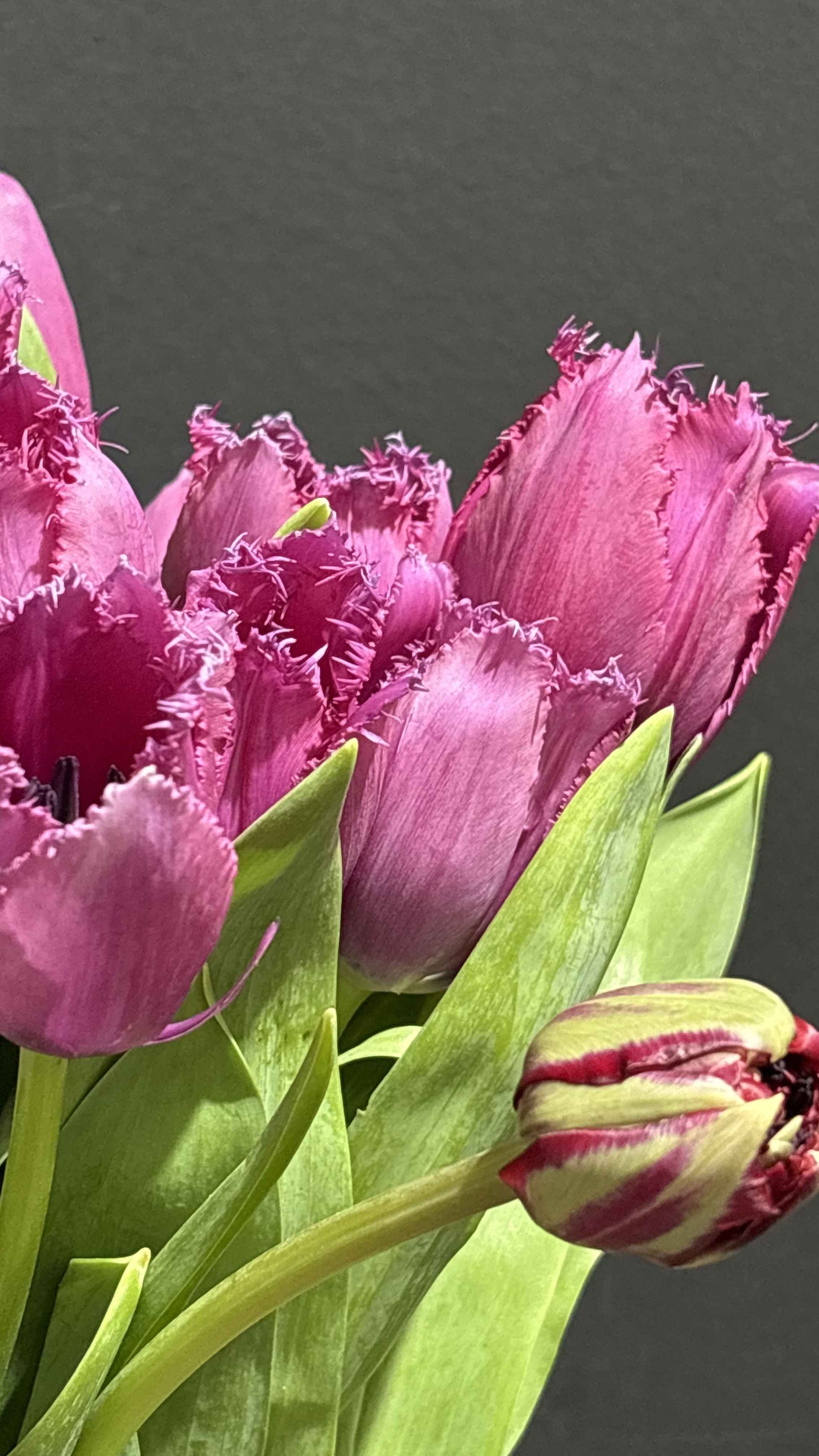 Pembe Laleler alternatif görünüm 3