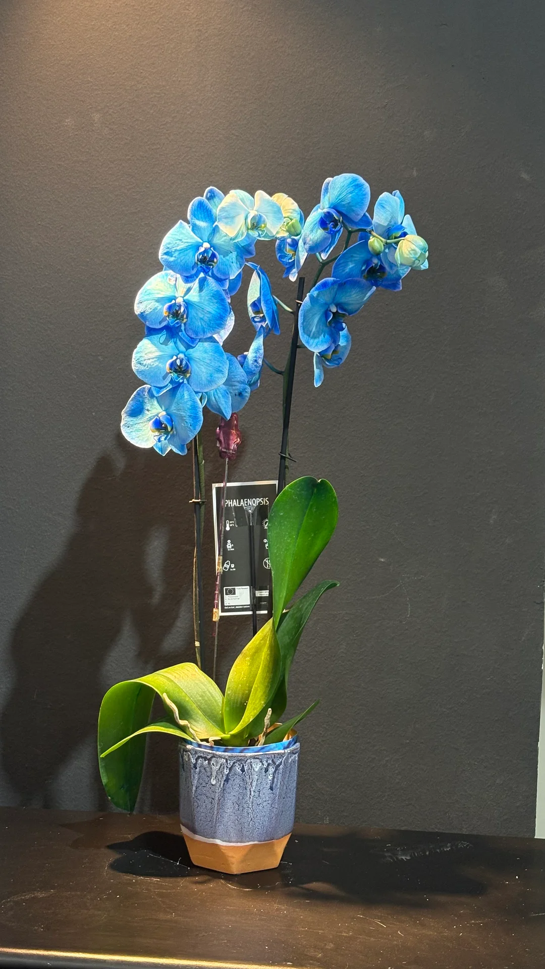 Mavi Çift Dal Orkide