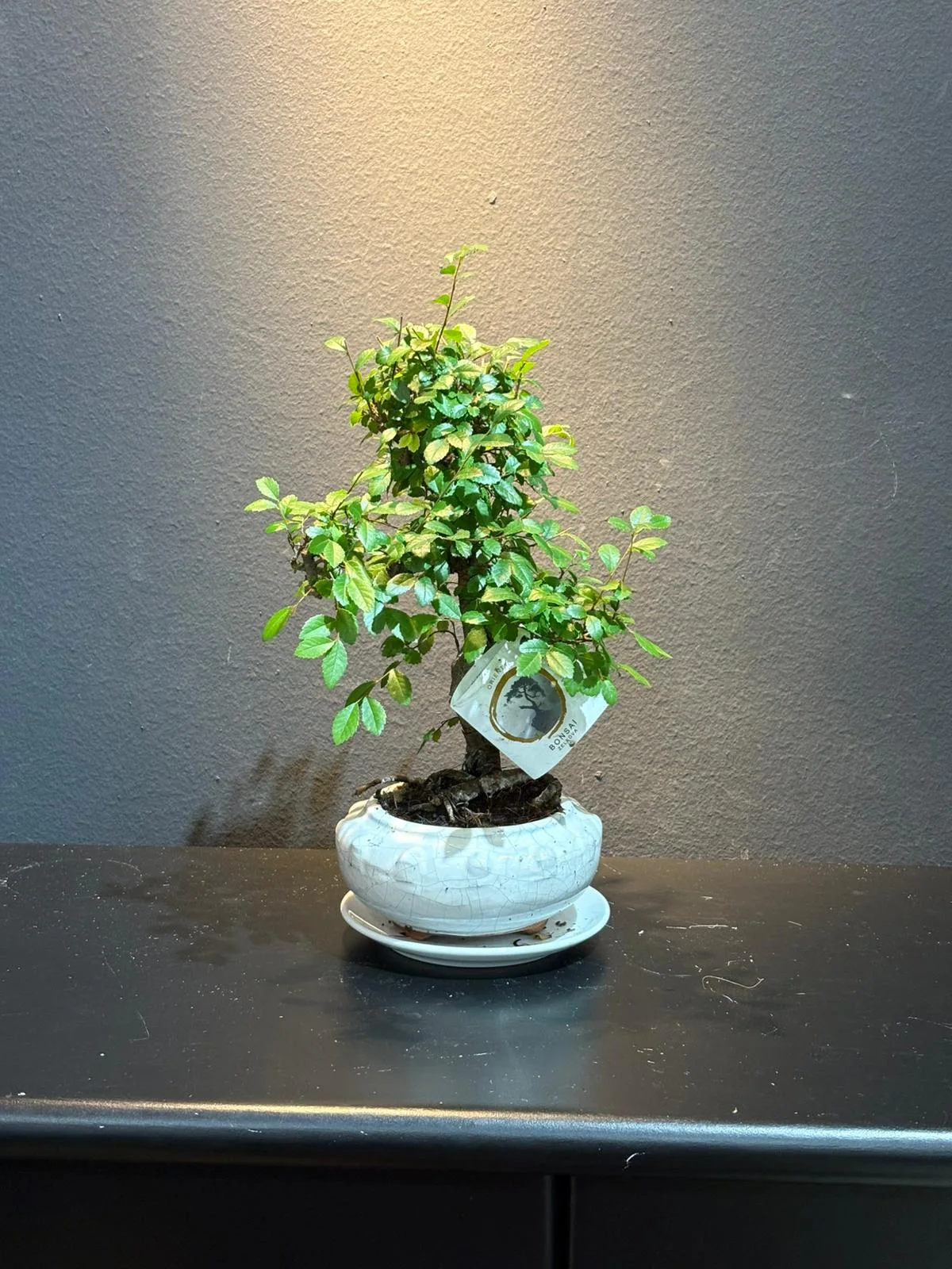 Küçük Boy Zelkova Bonsai