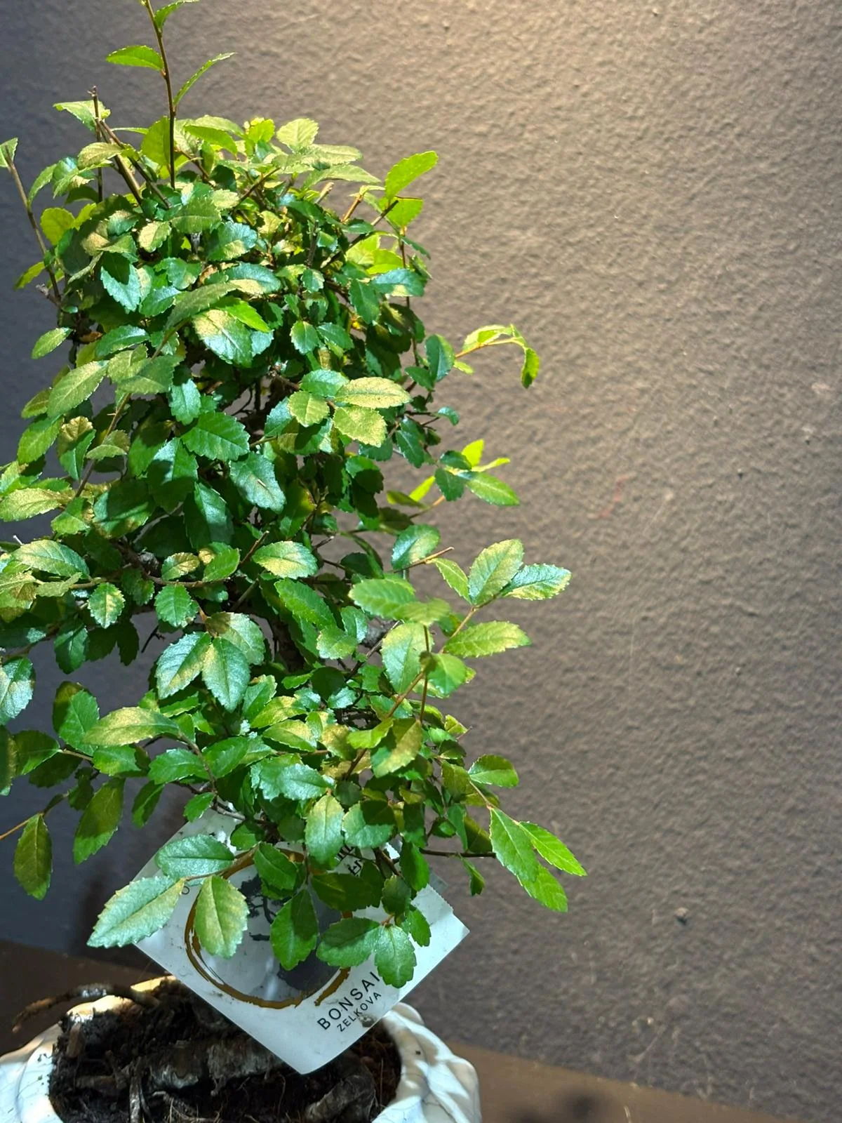 Küçük Boy Zelkova Bonsai alternatif görünüm 2