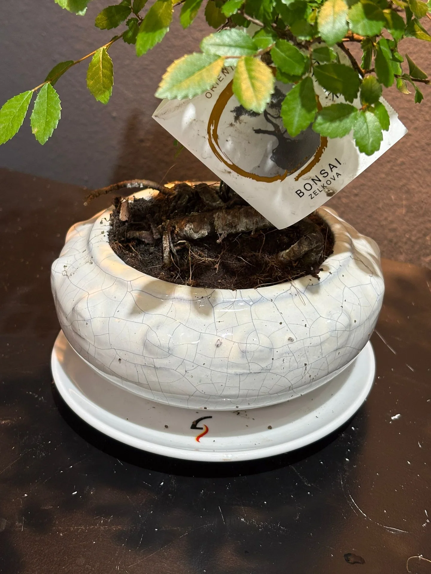 Küçük Boy Zelkova Bonsai alternatif görünüm 3