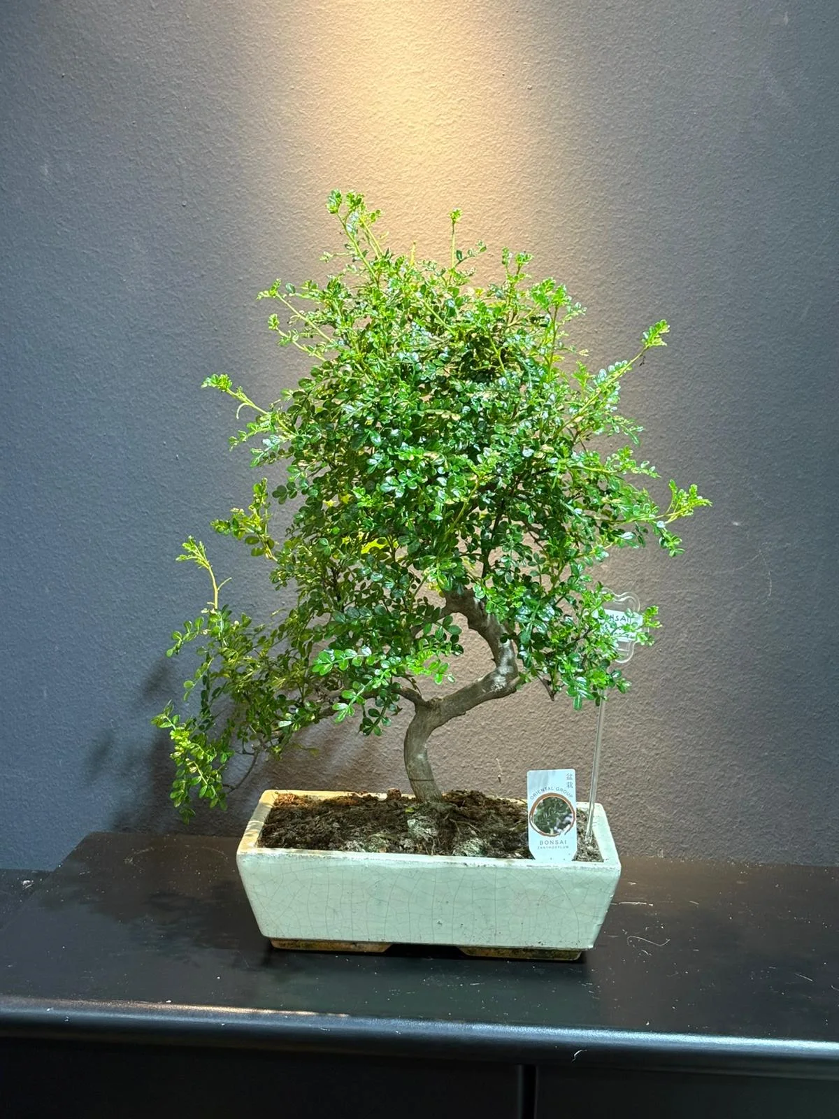 Bonsai ( Zekkova ) Özel Ürün