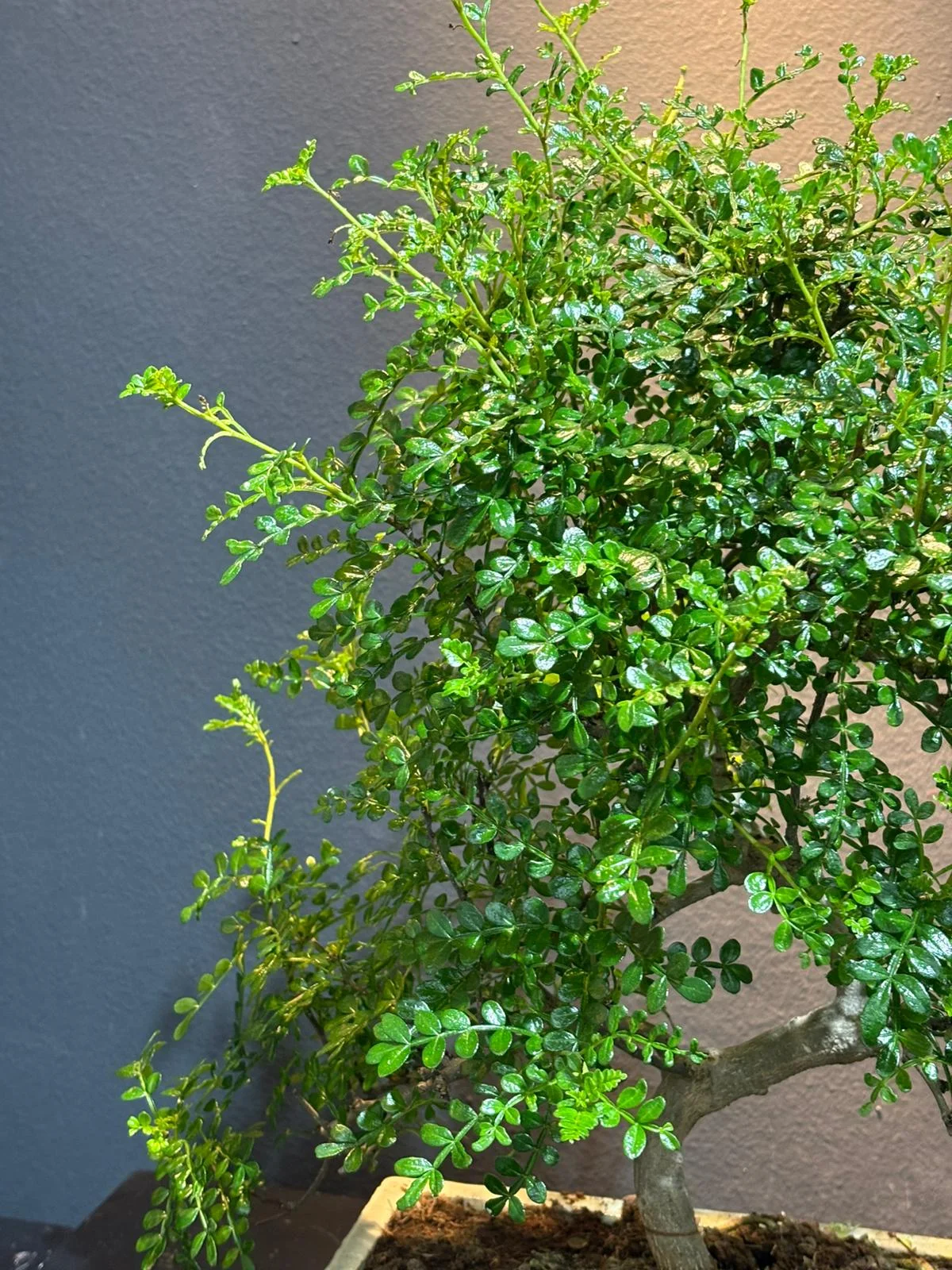 Bonsai ( Zekkova ) Özel Ürün alternatif görünüm 2