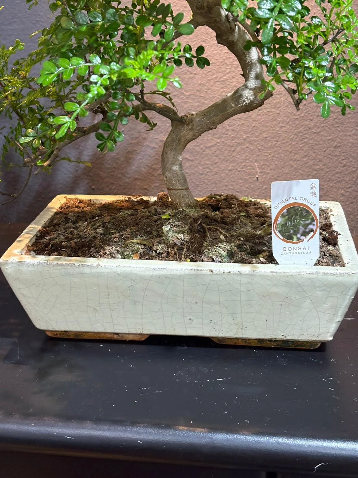 Bonsai ( Zekkova ) Özel Ürün alternatif görünüm 3