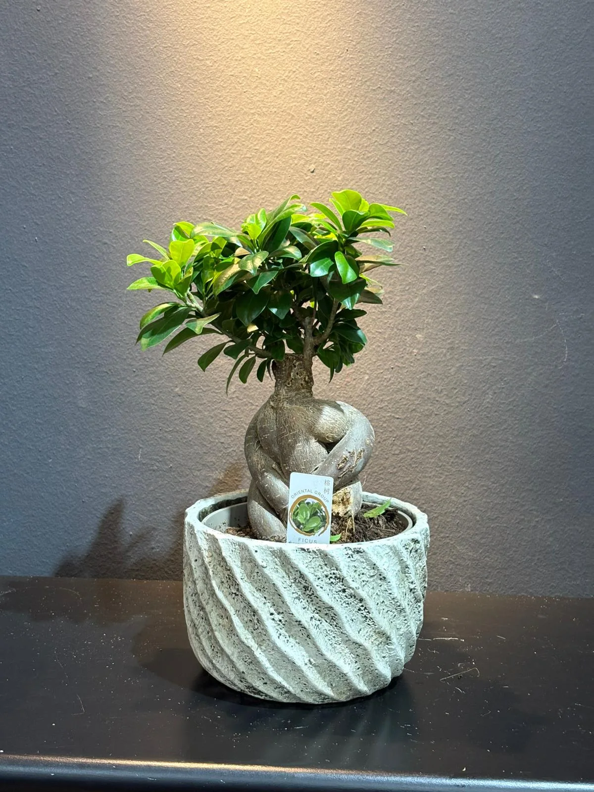 Zekkova Bonsai