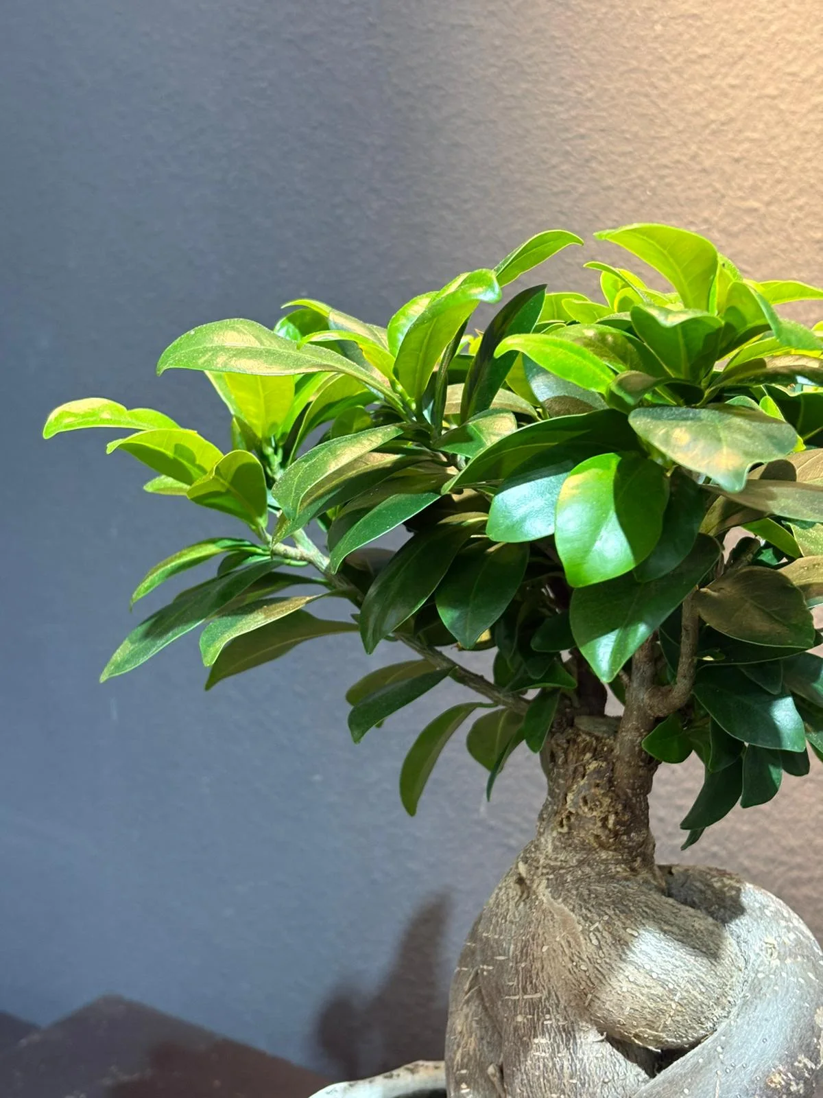 Zekkova Bonsai alternatif görünüm 2