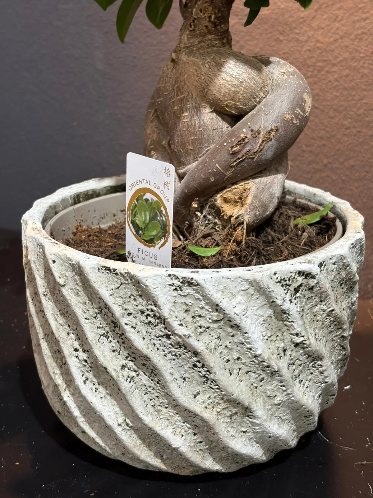 Zekkova Bonsai alternatif görünüm 3
