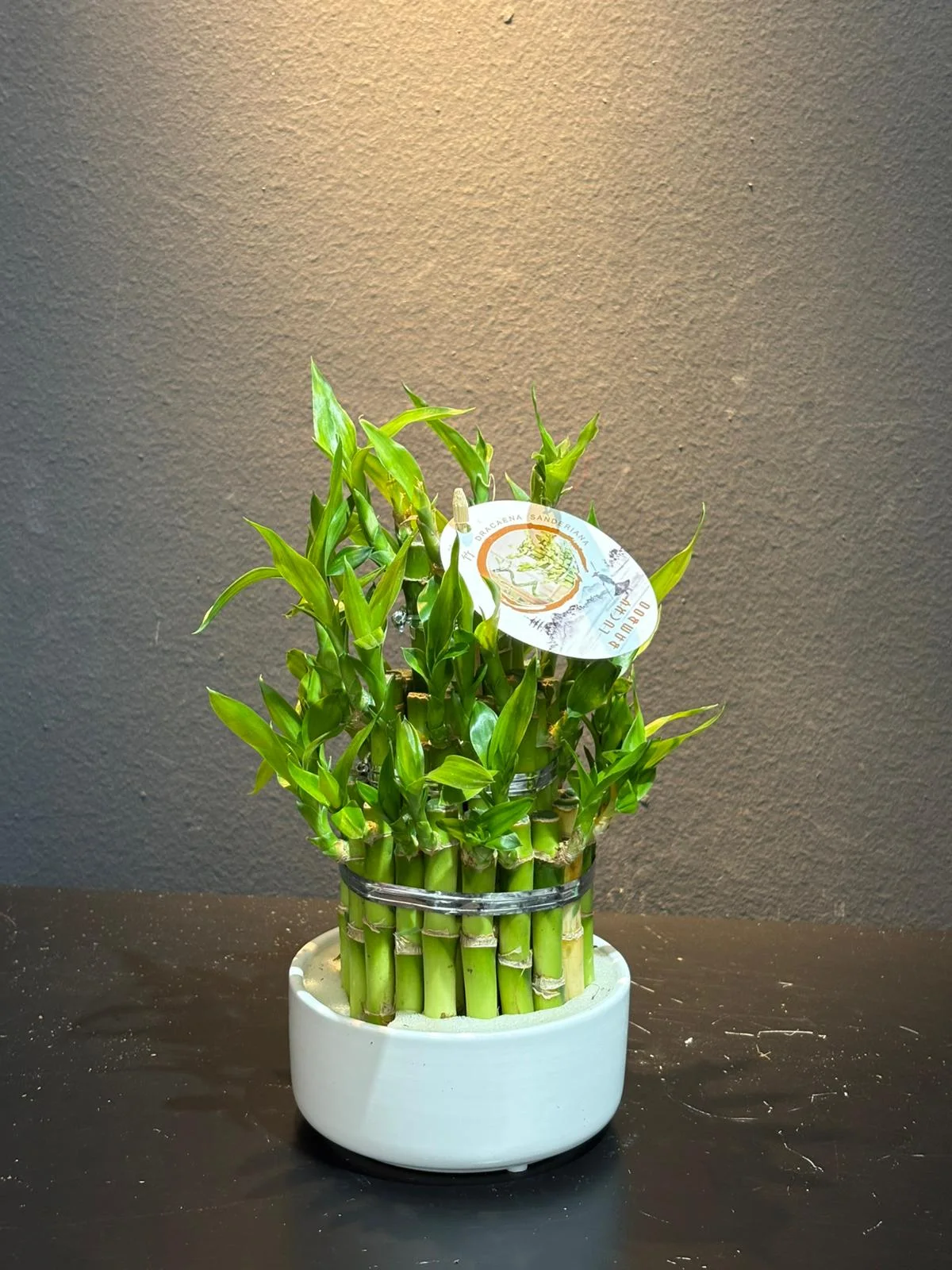Bamboo Piramit Lucky