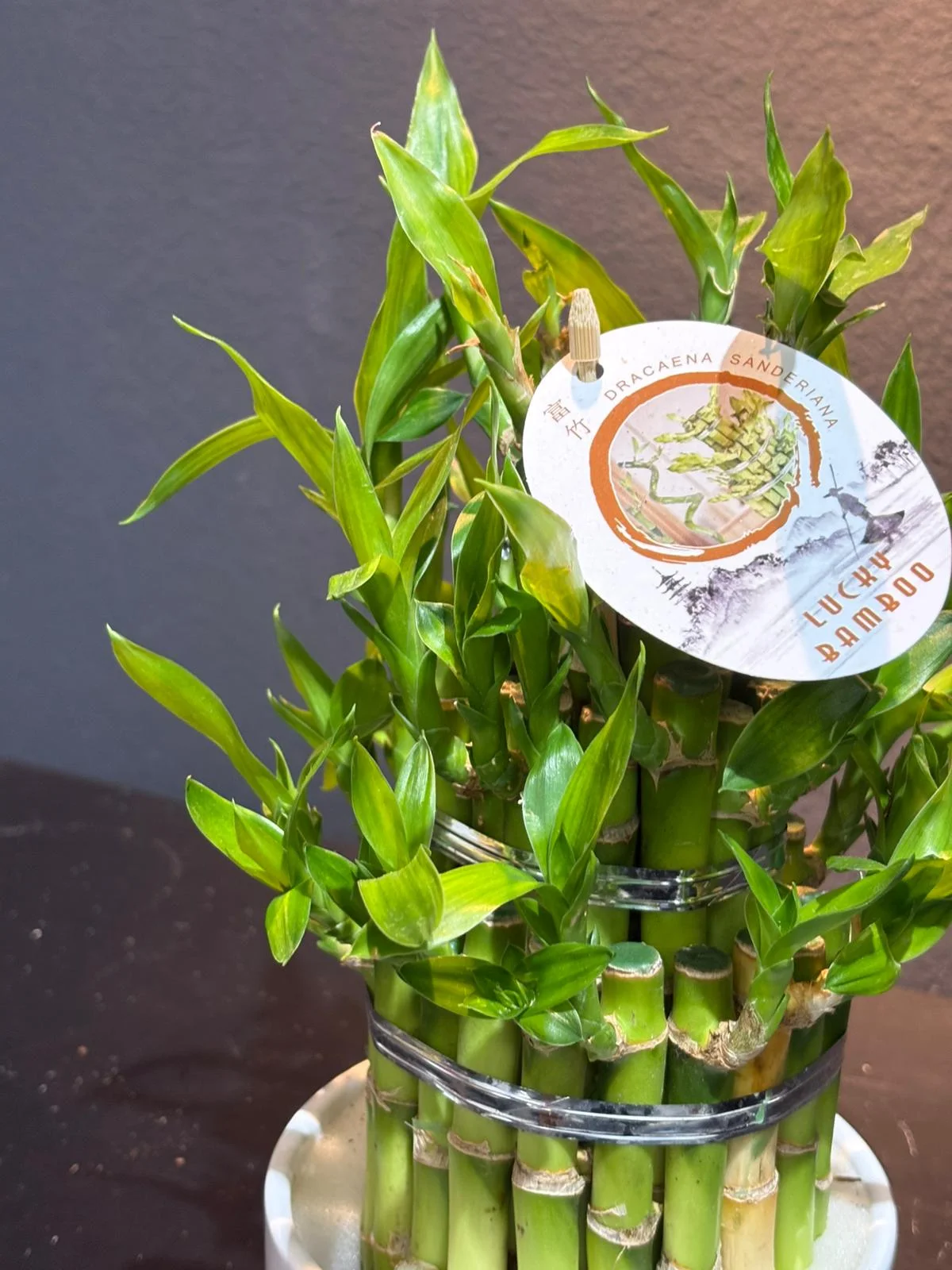 Bamboo Piramit Lucky alternatif görünüm 2