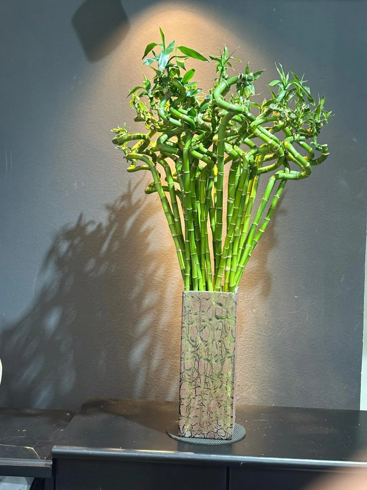 Lucky Bamboo
