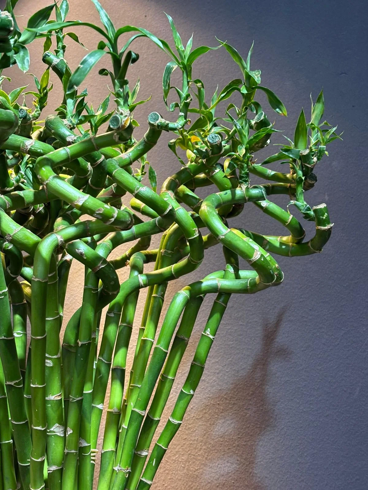 Lucky Bamboo alternatif görünüm 2